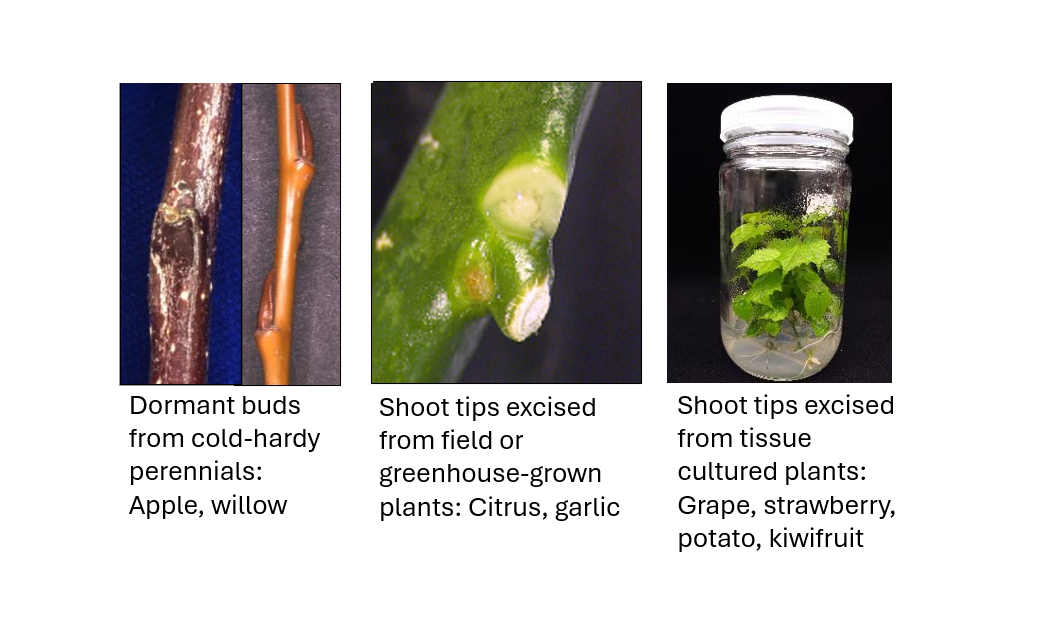 /ARSUserFiles/30123030/2025 Content/Clonal Page Picture 1 2025.png